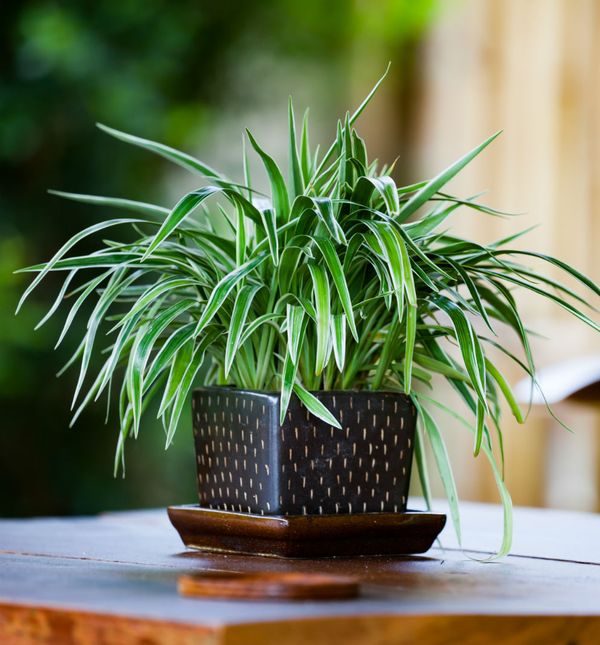 Zeleni ljiljan idealan je izbor za početnike