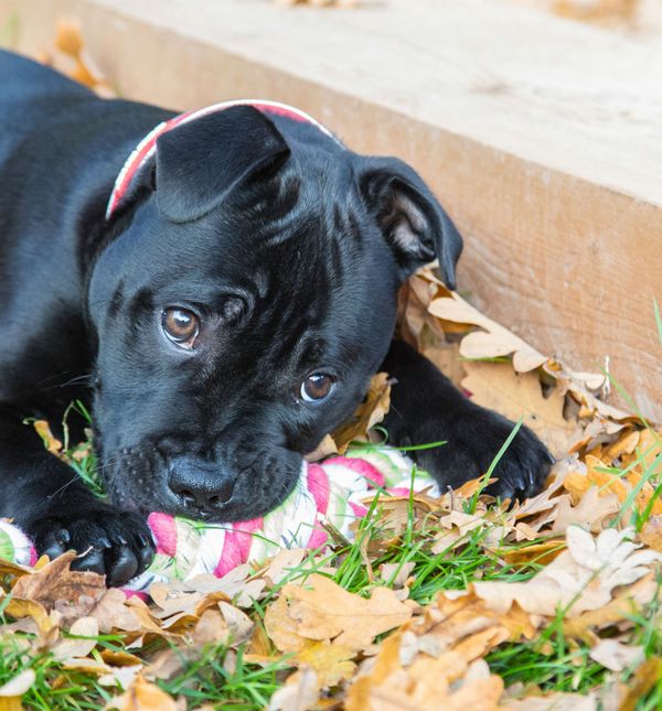 Kao i svi drugi psi, i crni psi puni su ljubavi