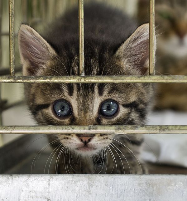 Razmišljate li o udomljavanju jednog ovakvog bića koje život nije mazio, uputite se u najbliži azil