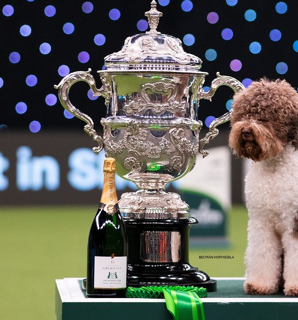 Orca, najljepši pas na svijetu