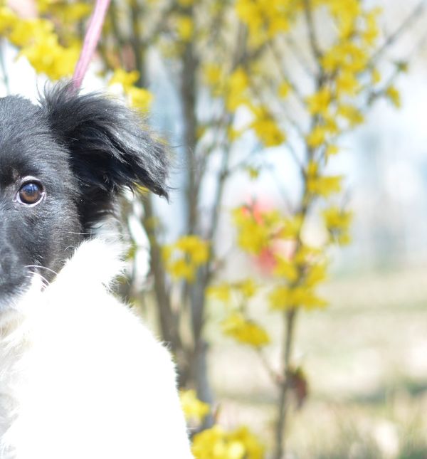 Štene Atena u Dumovcu čeka svoj novi dom