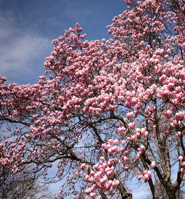 Rascvjetala magnolija u parku Ribnjak