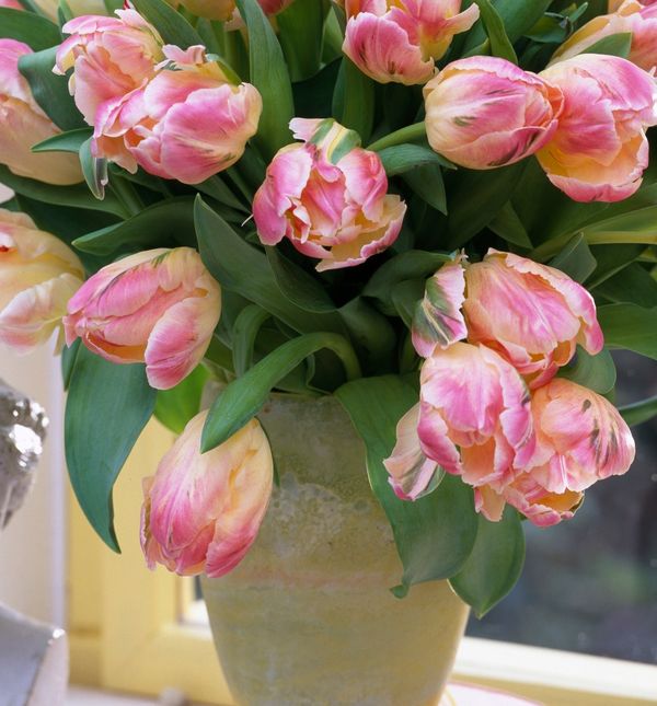 Papagajski su tulipani posebna sorta omiljenog cvijeća