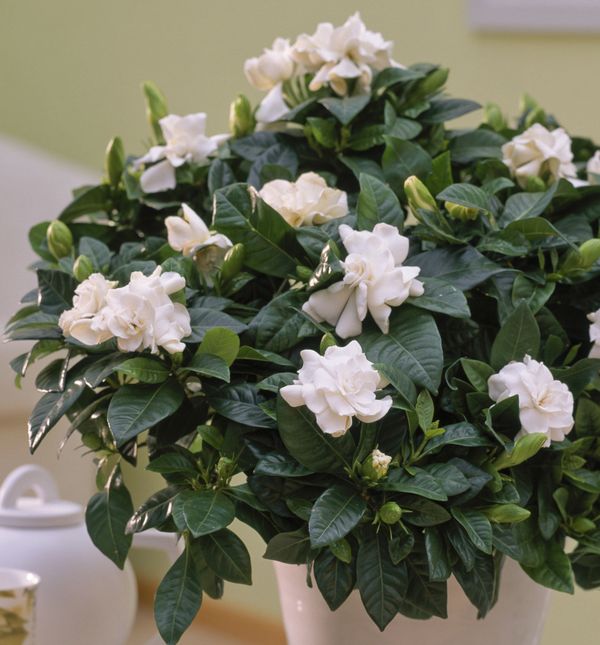 Za kućni uzgoj najčešće se koristi Gardenia jasminoides