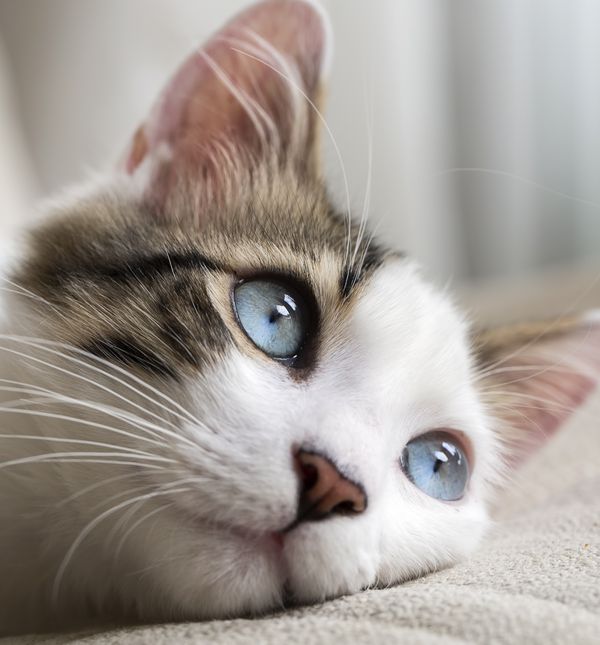 Mačke imaju odličan periferni vid od 200 stupnjeva, dok kod ljudi on iznosi 180 stupnjeva