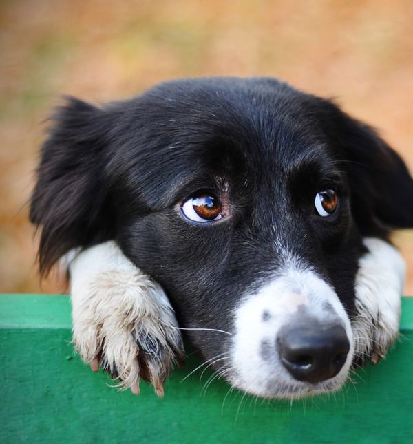 Prijatelji životinja pozdravili su u četvrtak izmjene Kaznenog zakona, izglasane danas u Saboru