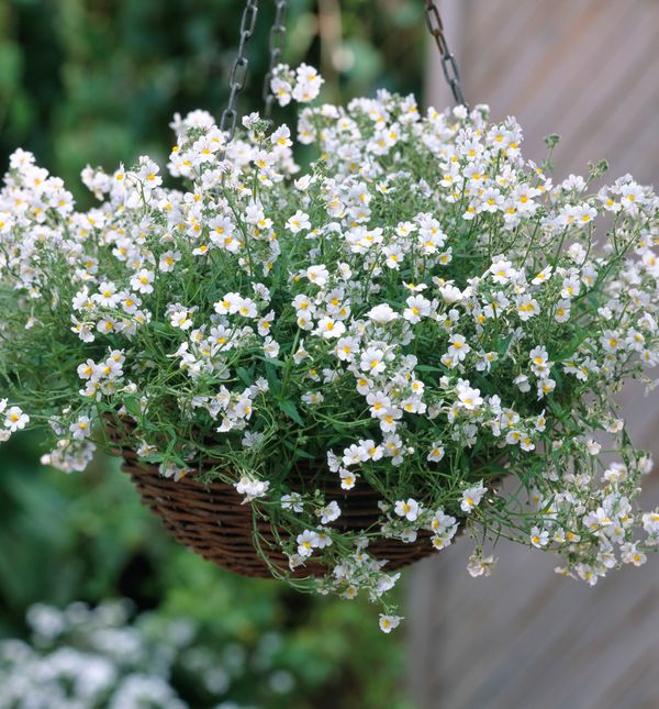 Nemezija bi mogla postati nova zvijezda vašeg balkona