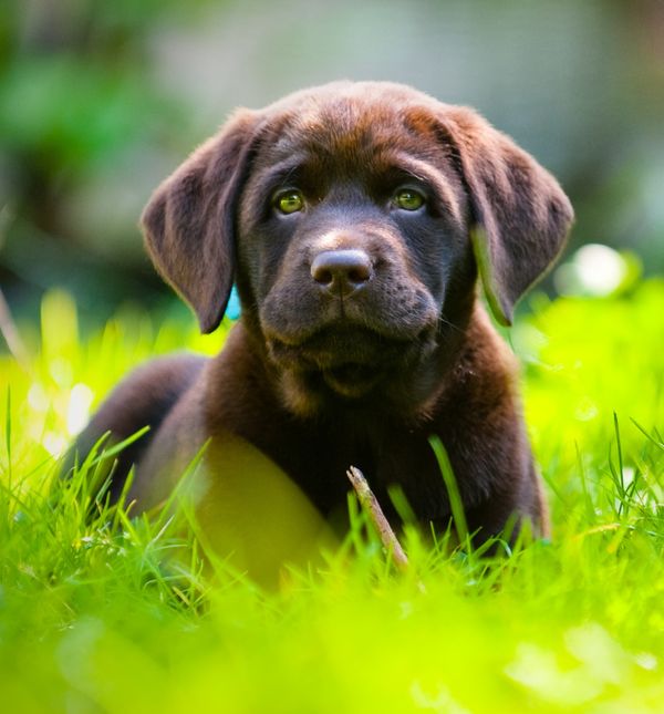 Igranje sa psom osobito pozitivno utječe na opuštanje i koncentraciju