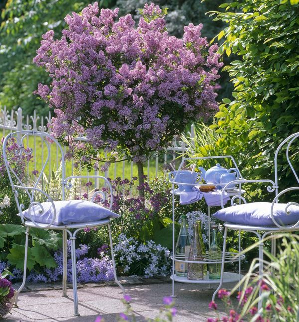 Drveće stabilizira klimu, pročišćuje zrak od prašine, raznih čestica i plinova, poboljšava kvalitetu tla