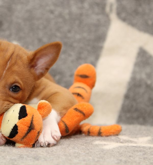Basenji u slobodnom prijevodu znači mala, divlja životinja iz grmlja