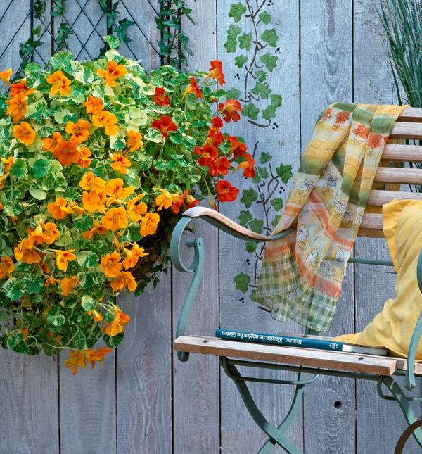 Dragoljub je divna biljka narančastih latica koje su jestive