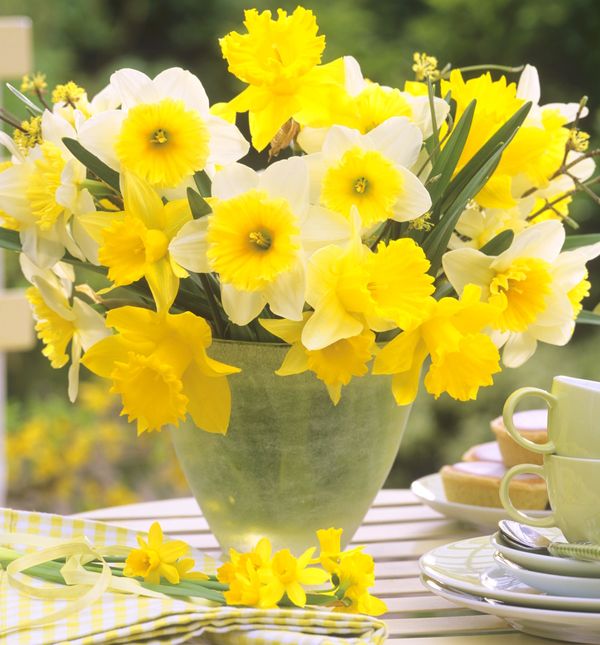 Postoji tridesetak vrsta narcisa, a vjerojatno ste primijetili da u vazi vole biti sami