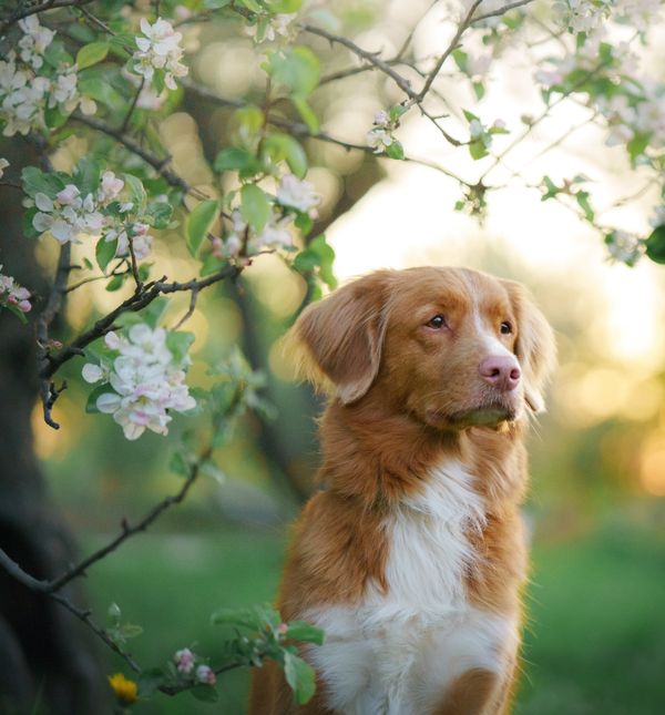 Naš nas ljubimac itekako može razumjeti