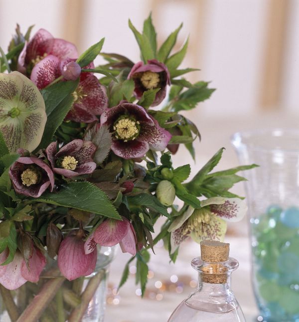 Kukurijek cvjeta krajem zime ili u rano proljeće, često tijekom razdoblja korizme