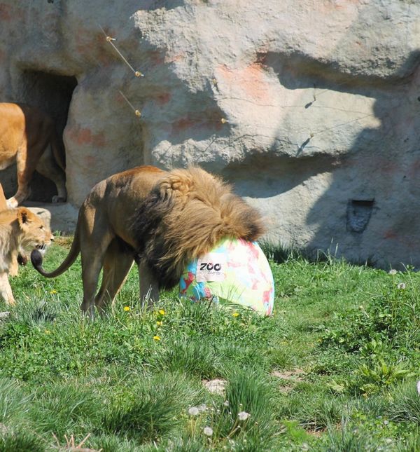 Zekanje u zagrebačkom Zoo vrtu na Uskrsni ponedjeljak