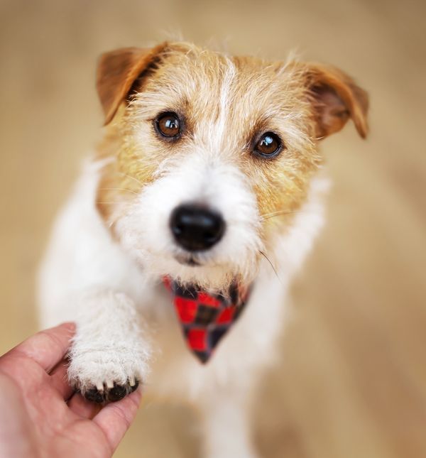 Za razliku od ljudi, koji su pretežito dešnjaci, kod psića to baš i nije slučaj