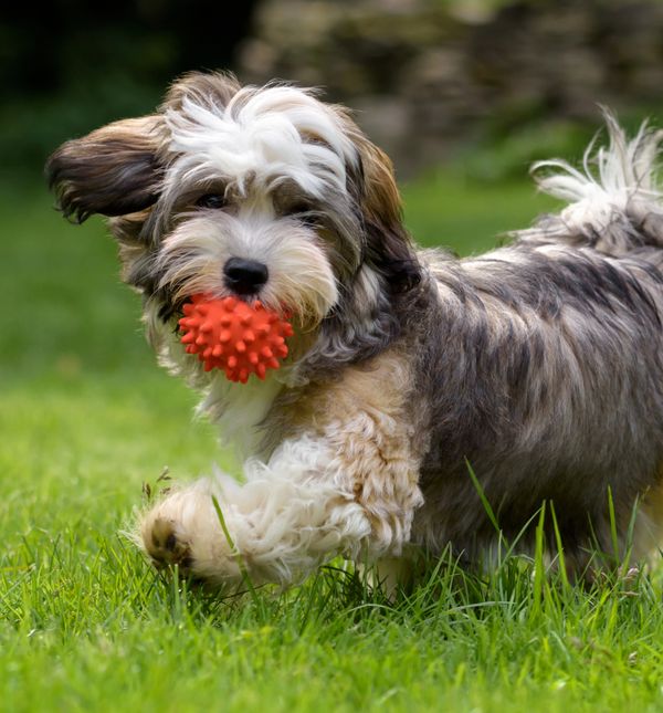 Nježna, strpljiva dresura, uz metode pozitivnog poticanja, havanezera će učiniti savršenim psićem