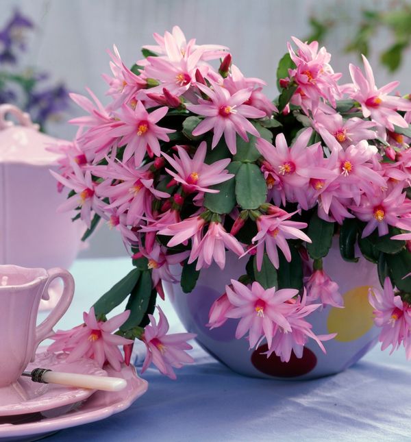 Uskrsni kaktus predivan je proljetni cvijet kojemu ne treba puno pažnje.