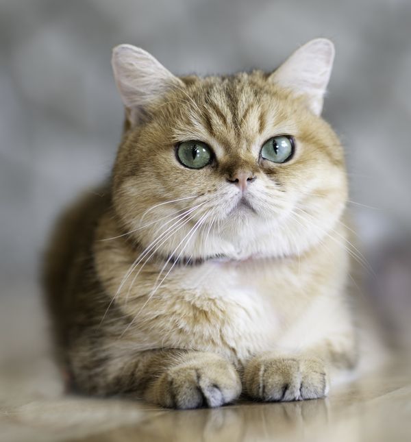 Osigurajte svojoj mački aktivnosti koje su zabavnije od obaranja stvari na pod