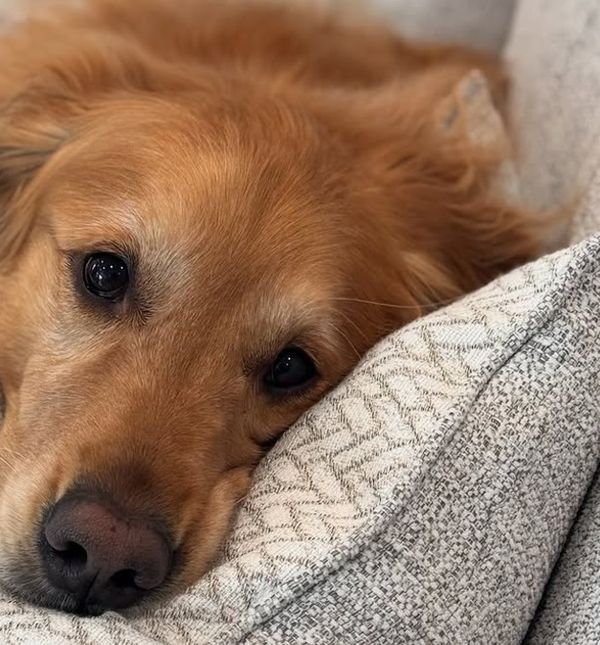Teddy je najsmješniji zlatni retriver na Instagramu