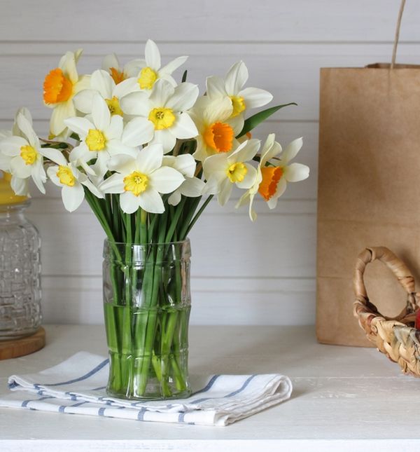 narcisi mogu uvenuti puno brže nego što biste očekivali ako se nalaze u blizini određenog voća