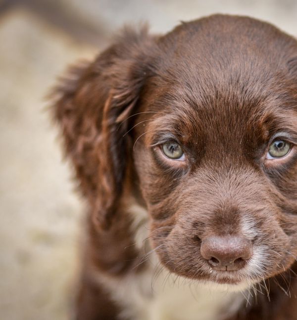 Štene koker španijela