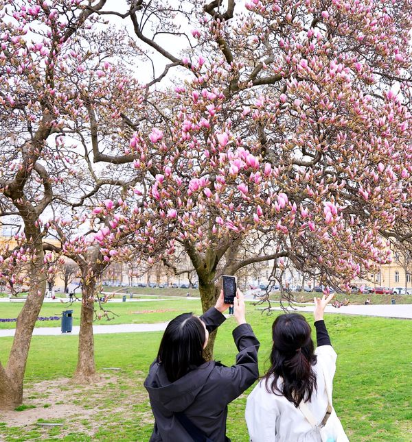 Najljepši proljetni prizori u centru Zagreba
