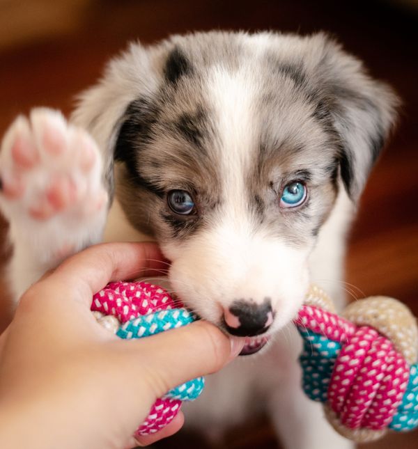 Dolazak štenca u dom predstavlja radostan trenutak za svakog ljubitelja životinja