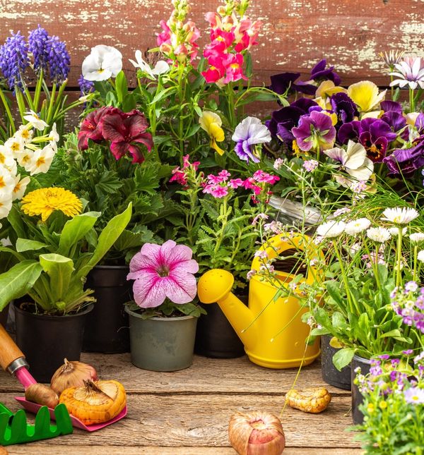 Ožujak je pravo vrijeme za sijanje cvijeća