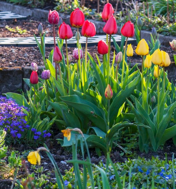 Za predivan vrt važno je izbjeći neke greške