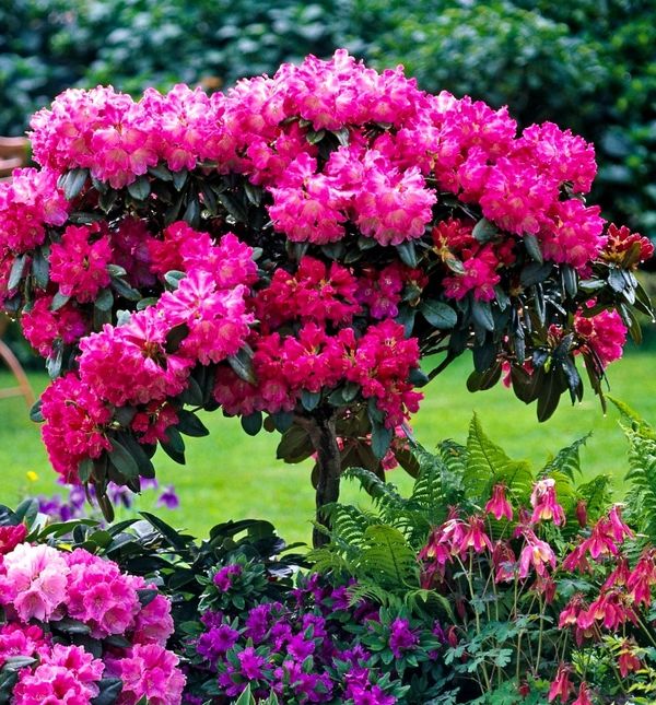 Japanska azaleja ima divnu simboliku, stoga je čest poklon za mame