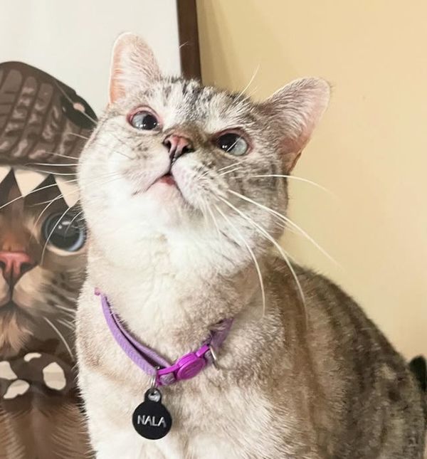 Maca Nala ima 4,5 milijuna pratitelja na Instagramu