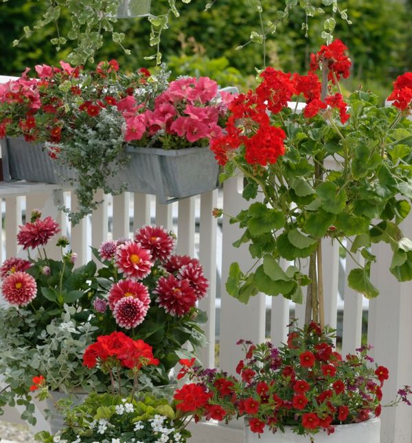 Neke kombinacije cvijeća zajedno će rasti uspješno i obogatiti vaš balkon