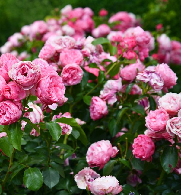 Ruže će predivno cvasti nakon pravilne rezidbe