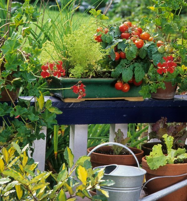 Neke vrste povrća idealne su za uzgoj na balkonu