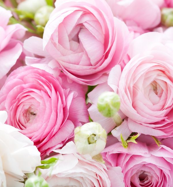 Ranunkula, cvijet koji izgleda kao sestra ruže i božura