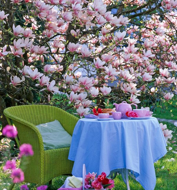 Prvi prizori rascvale magnolije najava su proljeća