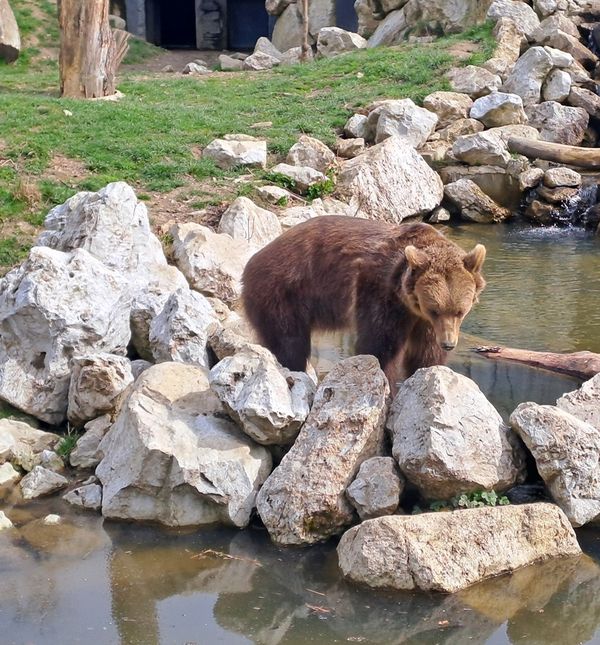 Poseban naglasak stavit će se na hrvatske velike zvijeri: sivog vuka, smeđeg medvjeda i risa