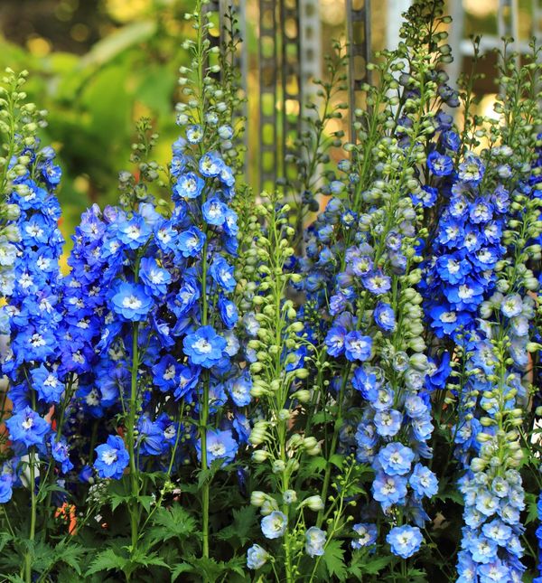 Kokotić je jedan od najimpresivnijih cvjetova u vrtovima i na livadama