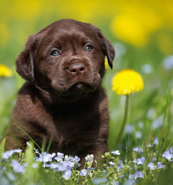 Štene labrador retrivera