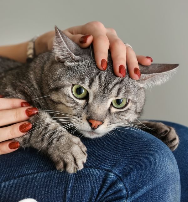 Mačje predenje umiruje i čovjeka