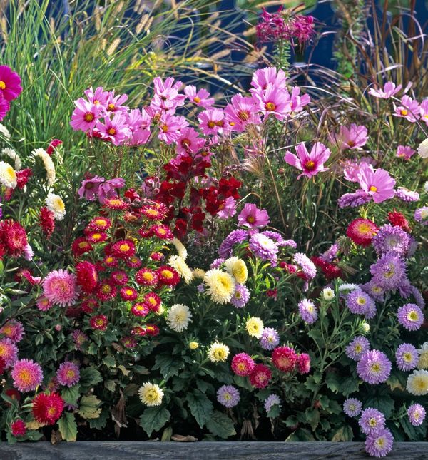 Lijepe kate rastu dugi niz godina