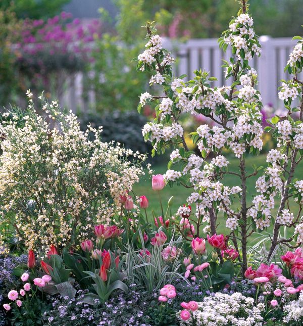 Voćke poput patuljaste kruške ne vole baš svaku biljku u svojoj blizini