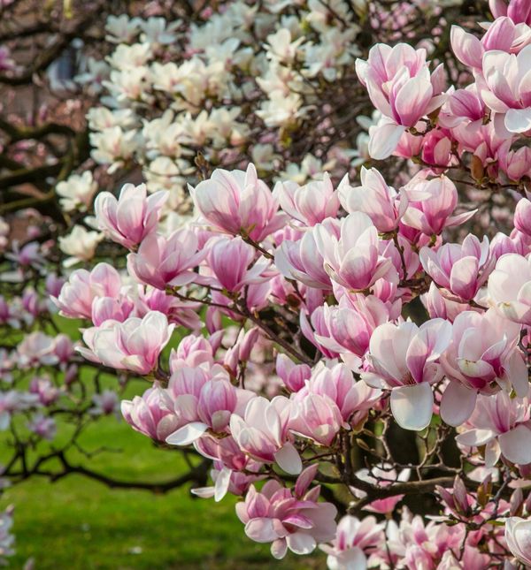 Svaka vrsta magnolije posebna je na svoj način