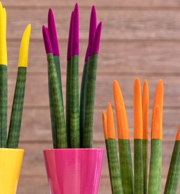 Sanseveria cylindrica ili cilindrična sablja je sukulentna biljka porijeklom iz Angole