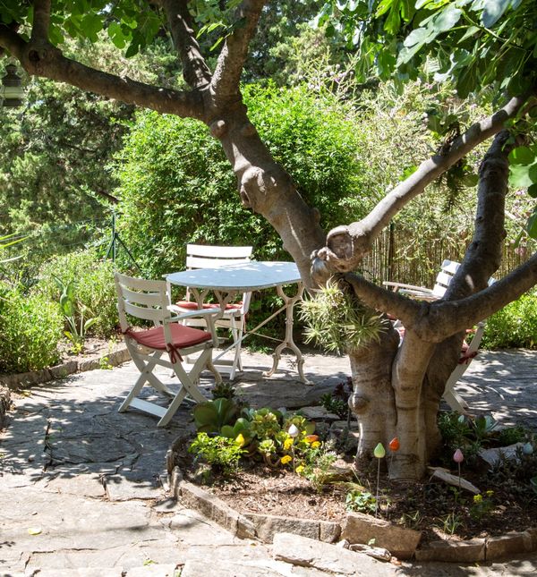 Drvo smokve ne bi trebalo saditi u blizini kuće