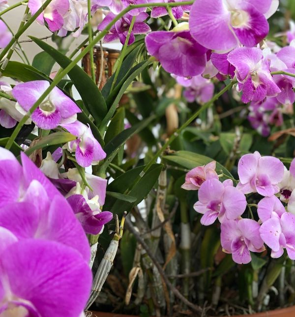 Orhideje uz pravilnu njegu mogu uspijevati i vani