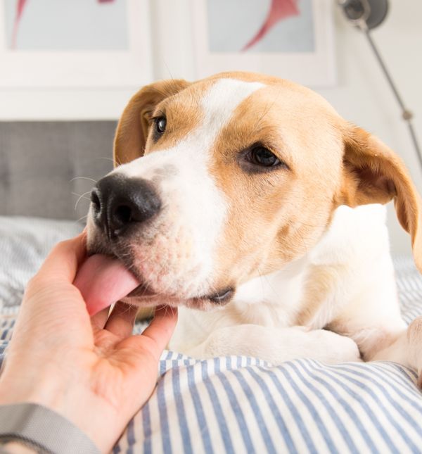 Psi nekad žele polizati vlasnikovu ruku