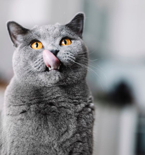 Mačke koje vole društvo ljudi dok jedu na engleskom se nazivaju 'affection eaters'