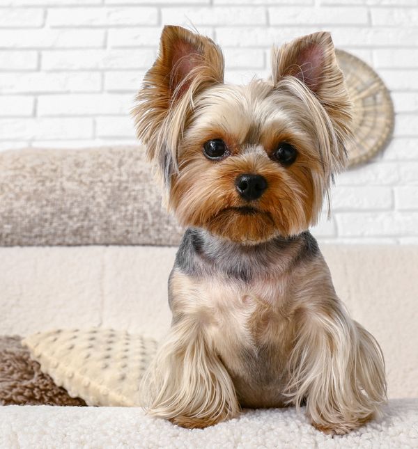 Jorkširski terijer pravi je primjer hrabrosti u minijaturnom izdanju